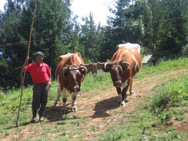 Arriendo yunta de bueyes