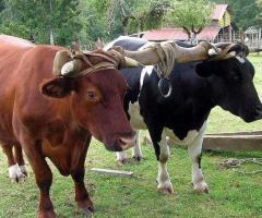 Arriendo yunta de bueyes